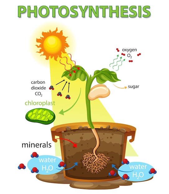 Diagram showing process of photosynthesis in plant