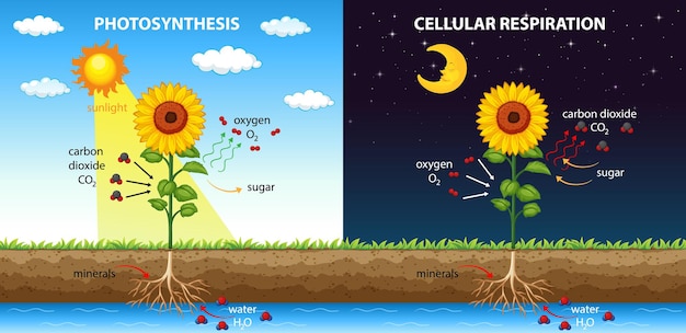 Diagram showing process of photosynthesis in plant