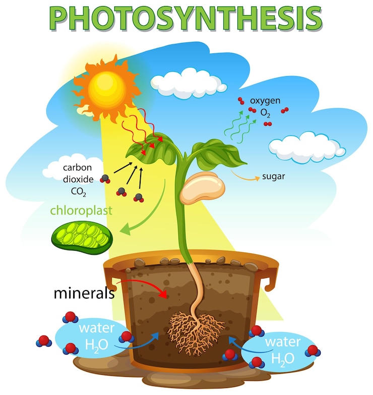 Free Vector diagram showing process of photosynthesis in plant