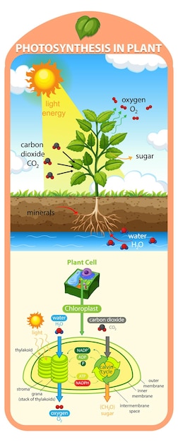 Free vector diagram showing process of photosynthesis in plant