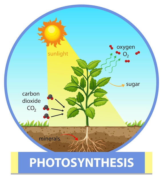 植物の光合成過程を示す図