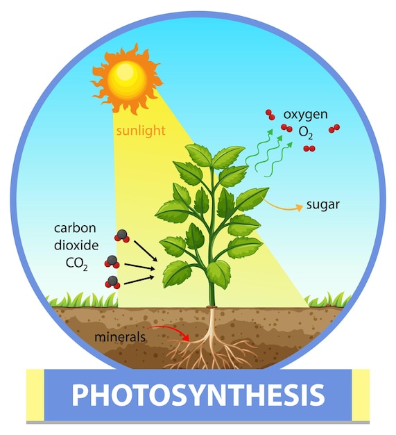 Диаграмма, показывающая процесс фотосинтеза в растении
