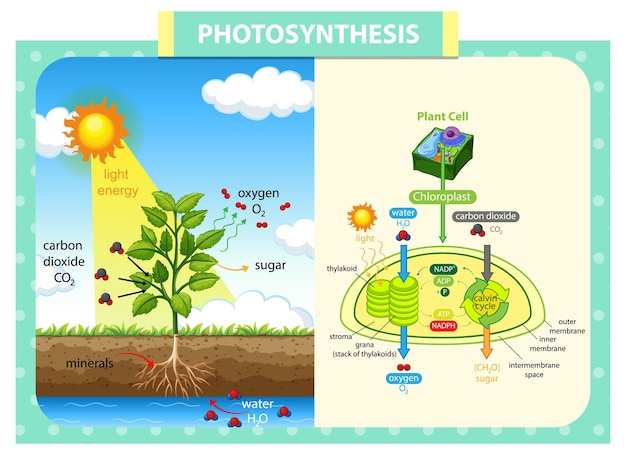 Diagram showing process of photosynthesis in plant