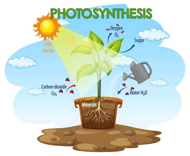 Free vector diagram showing process of photosynthesis in plant