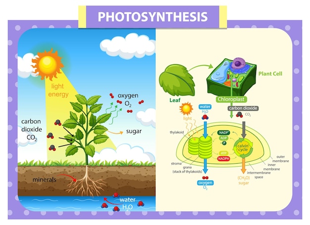 Free vector diagram showing process of photosynthesis in plant