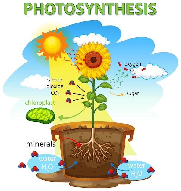 Vettore gratuito diagramma che mostra il processo di fotosintesi nel girasole