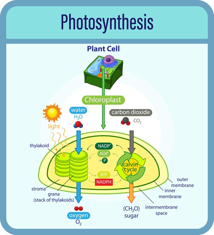 मुफ़्त वेक्टर diagram showing process of photosynthesis with plant and cells