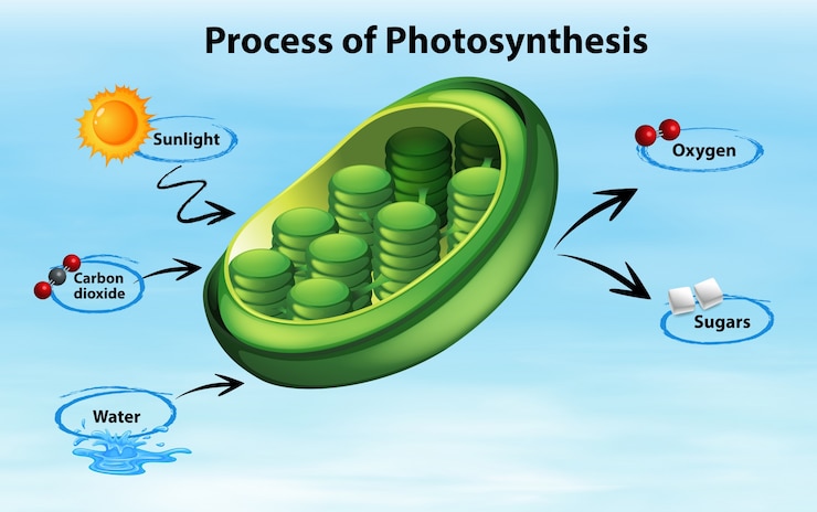 मुफ़्त वेक्टर diagram showing process of photosynthesis