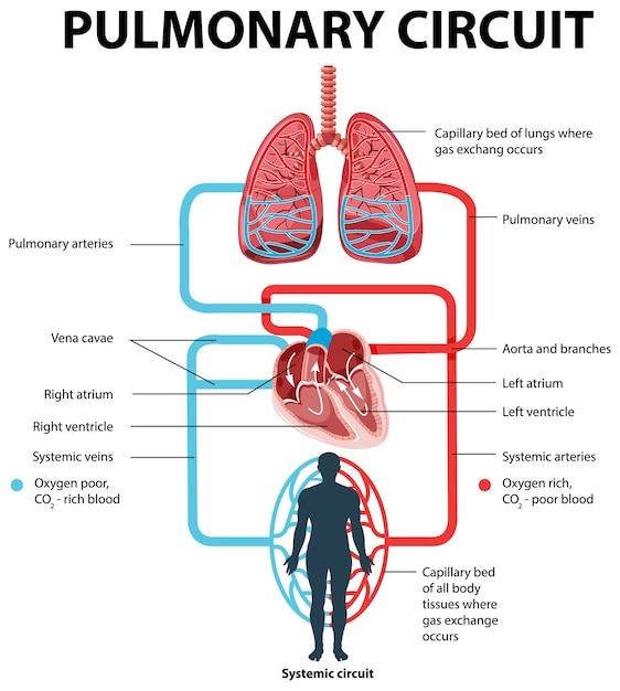 Diagramma che mostra il circuito polmonare