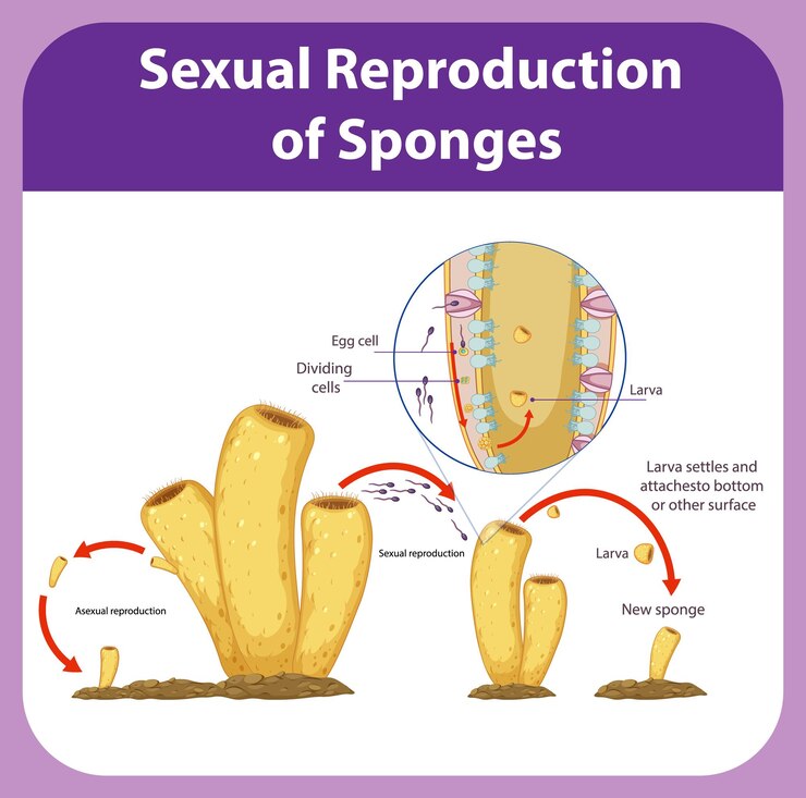 Free Vector diagram showing reproduction in sponges