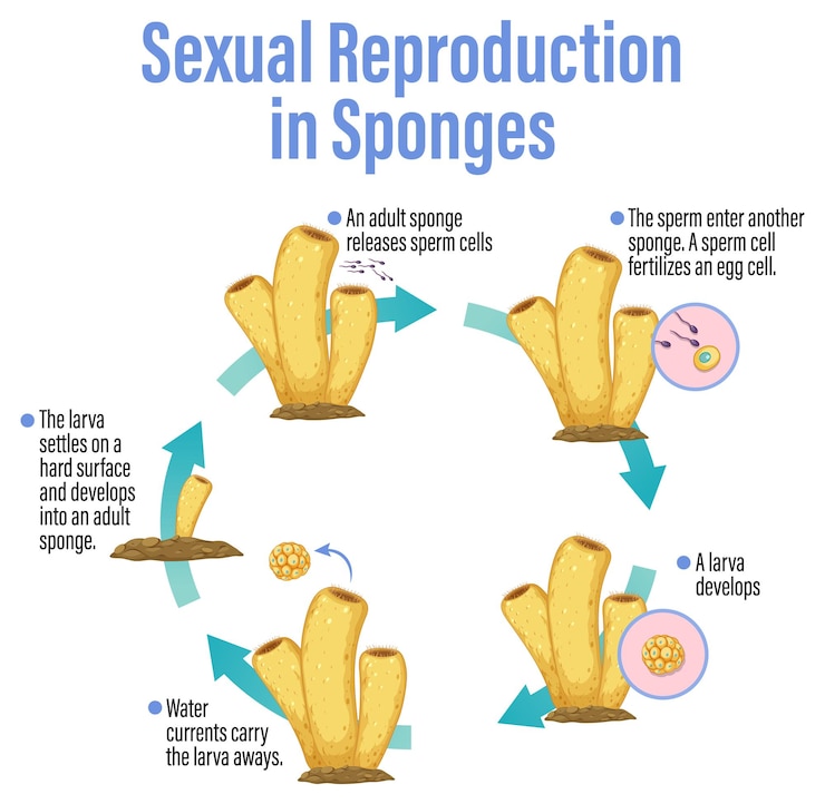 Free Vector diagram showing reproduction in sponges