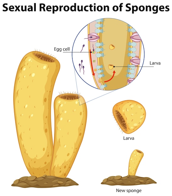 Free vector diagram showing reproduction in sponges