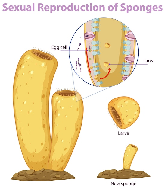 Vettore gratuito diagramma che mostra la riproduzione nelle spugne