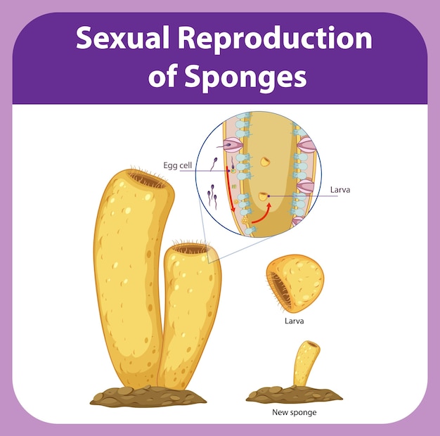 Diagramma che mostra la riproduzione nelle spugne