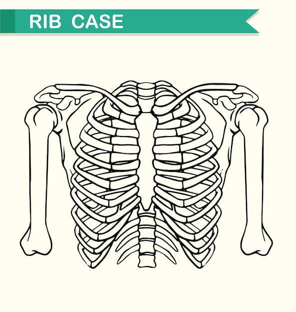 Free vector diagram showing rib case