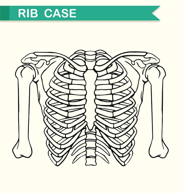 Diagramma che mostra la cassa delle costole