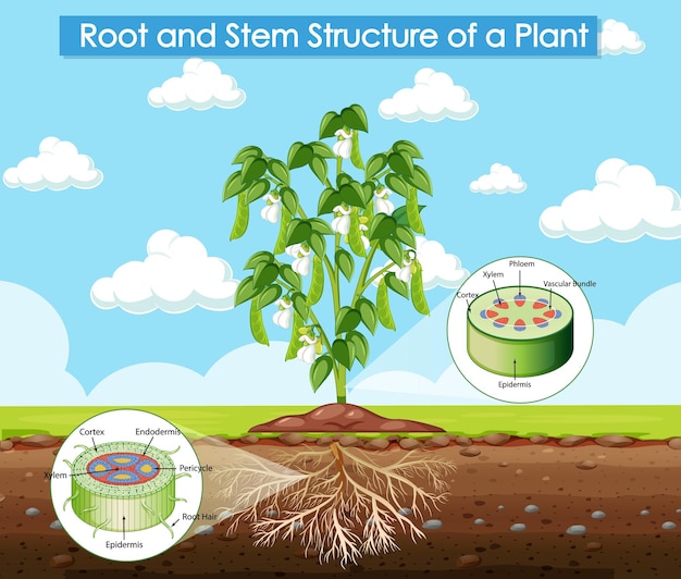 식물의 뿌리와 줄기 구조를 보여주는 다이어그램