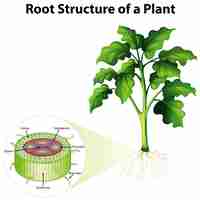 無料ベクター 植物の根の構造を示す図