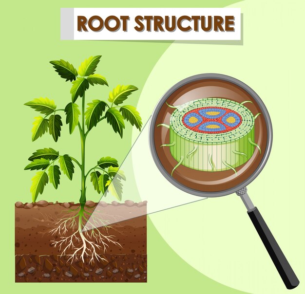 식물의 뿌리 구조를 보여주는 다이어그램