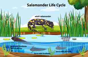 Free vector diagram showing salamander life cycle