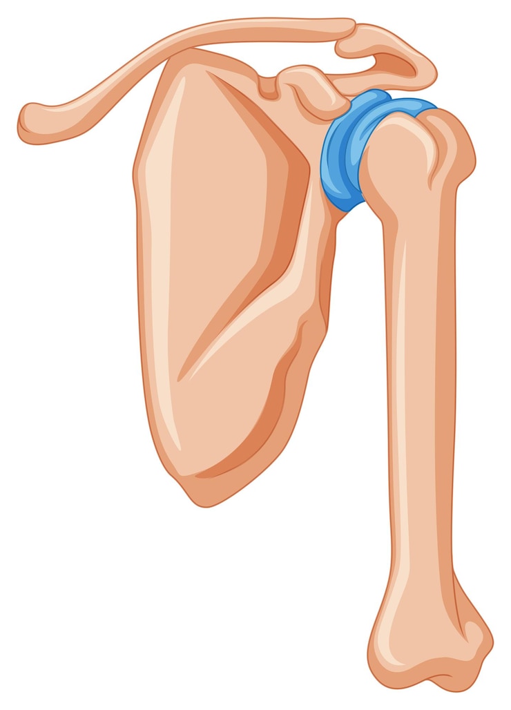 Free Vector diagram showing shoulder bone