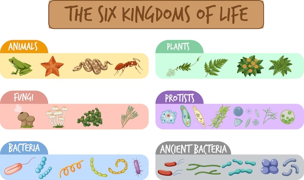 Free vector diagram showing six kingdoms of life