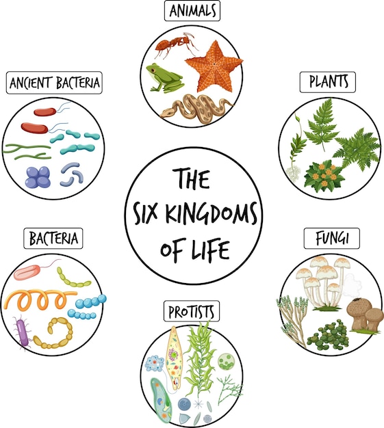 Diagram showing six kingdoms of life