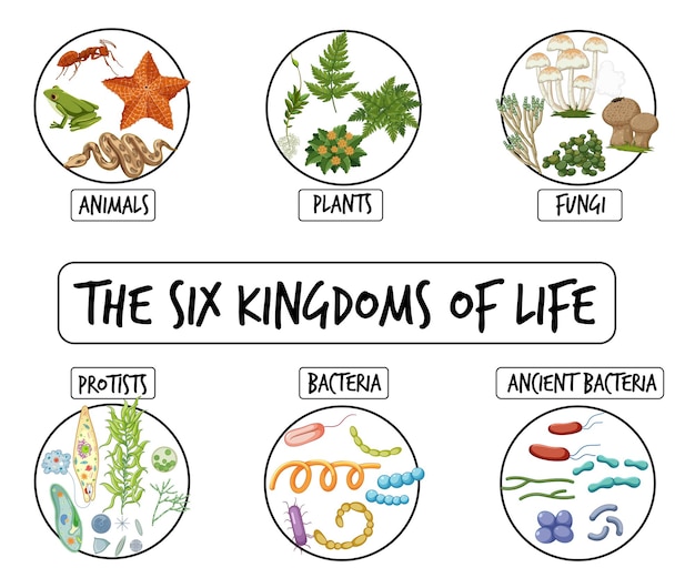 Diagram showing six kingdoms of life