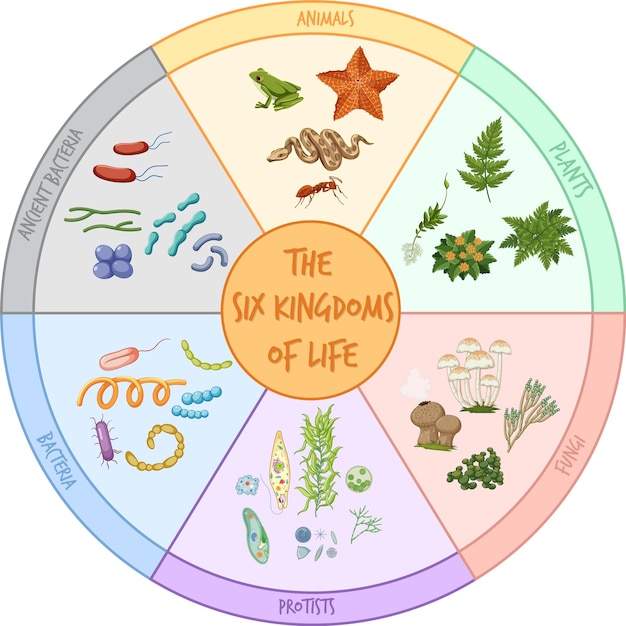 Free vector diagram showing six kingdoms of life