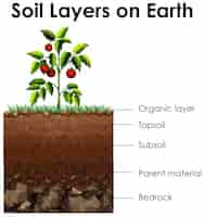 Free vector diagram showing soil layers on earth