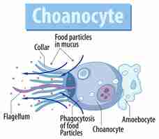 Vettore gratuito diagramma che mostra la struttura dei choanociti in spugna