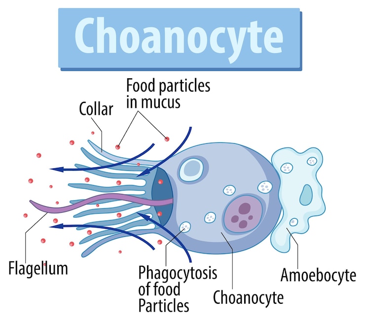 무료 Vector 스폰지 choanocyte 구조를 보여주는 다이어그램