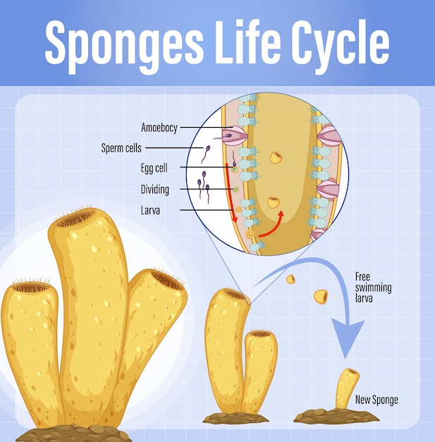 Vettore gratuito diagramma che mostra il ciclo di vita delle spugne