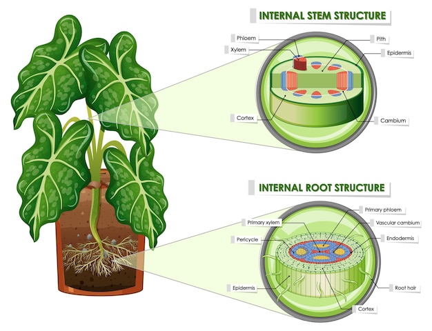 Diagramma che mostra la struttura dello stelo e della radice