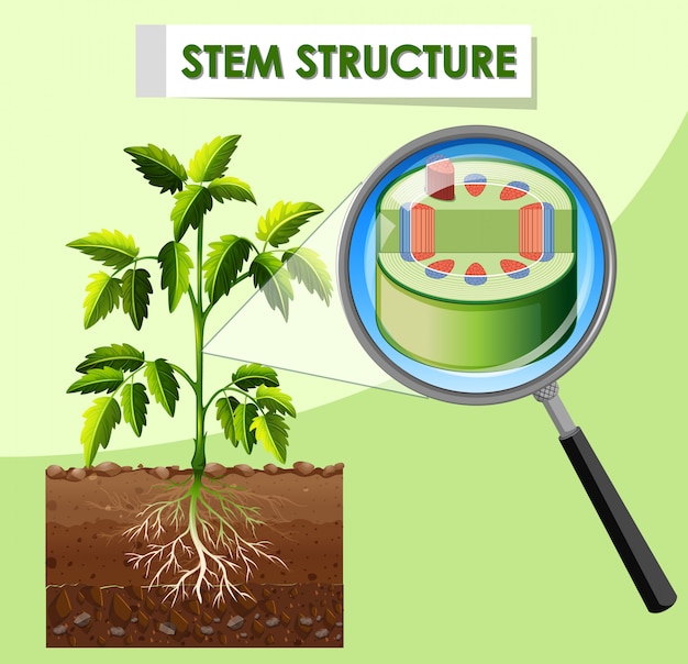 Diagramma che mostra la struttura del gambo della pianta