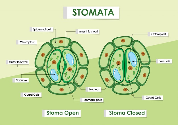 무료 벡터 녹색 식물에 stomata를 보여주는 다이어그램