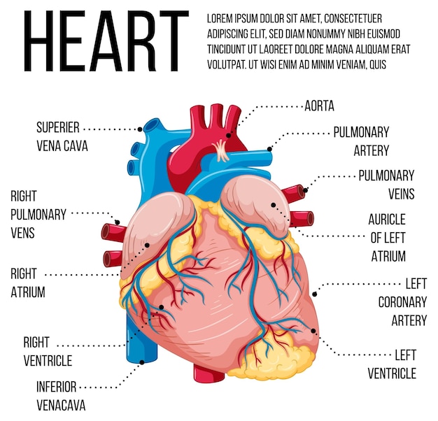 Free vector diagram showing structure of heart