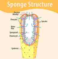 Vettore gratuito diagramma che mostra la struttura della spugna