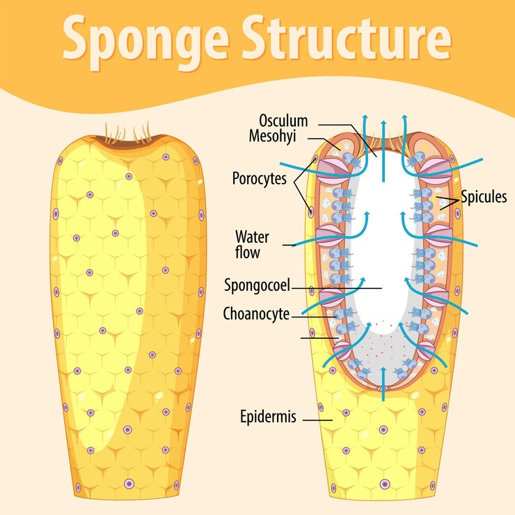 Free Vector diagram showing structure of sponge