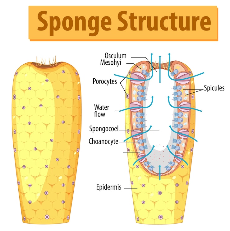 Free Vector diagram showing structure of sponge