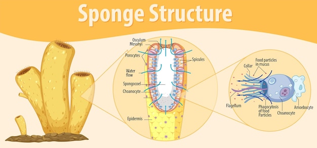 Vettore gratuito diagramma che mostra la struttura della spugna