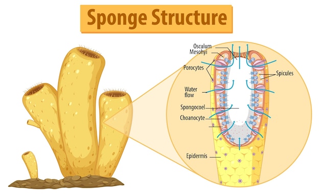 Vettore gratuito diagramma che mostra la struttura della spugna