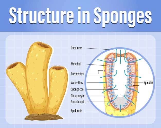 Free vector diagram showing structure in sponges