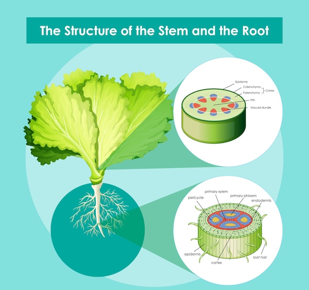 Diagram showing the structure of the stem and the root