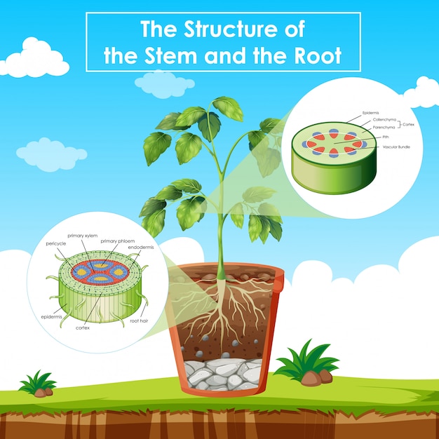 Vettore gratuito diagramma che mostra la struttura dello stelo e della radice