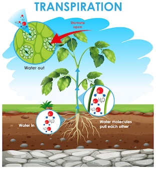 Диаграмма, показывающая транспирацию у растений