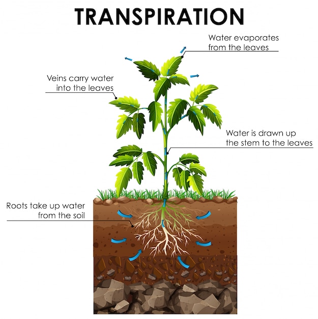 無料ベクター 植物の蒸散を示す図