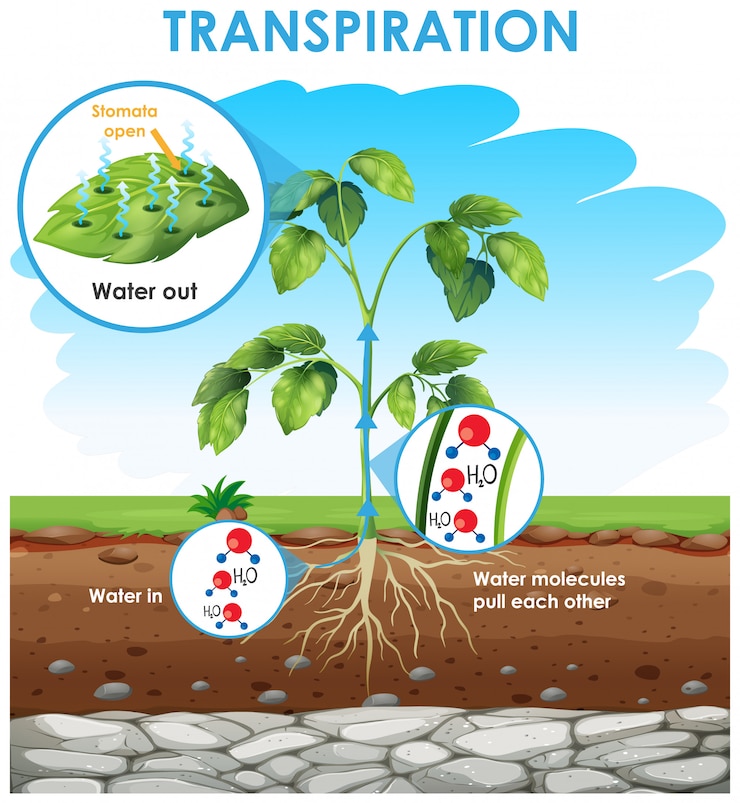 Free Vector diagram showing transpiration in plant