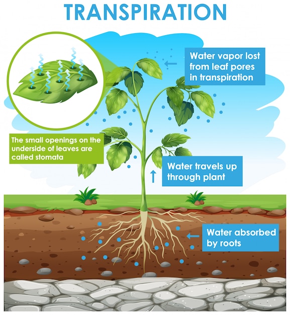 Free vector diagram showing transpiration in plant