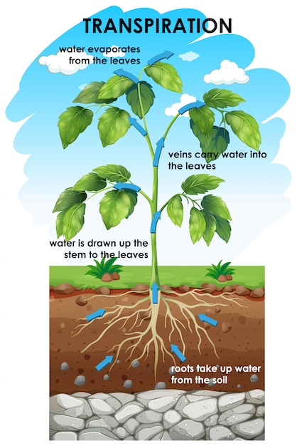 Free vector diagram showing transpiration of plant